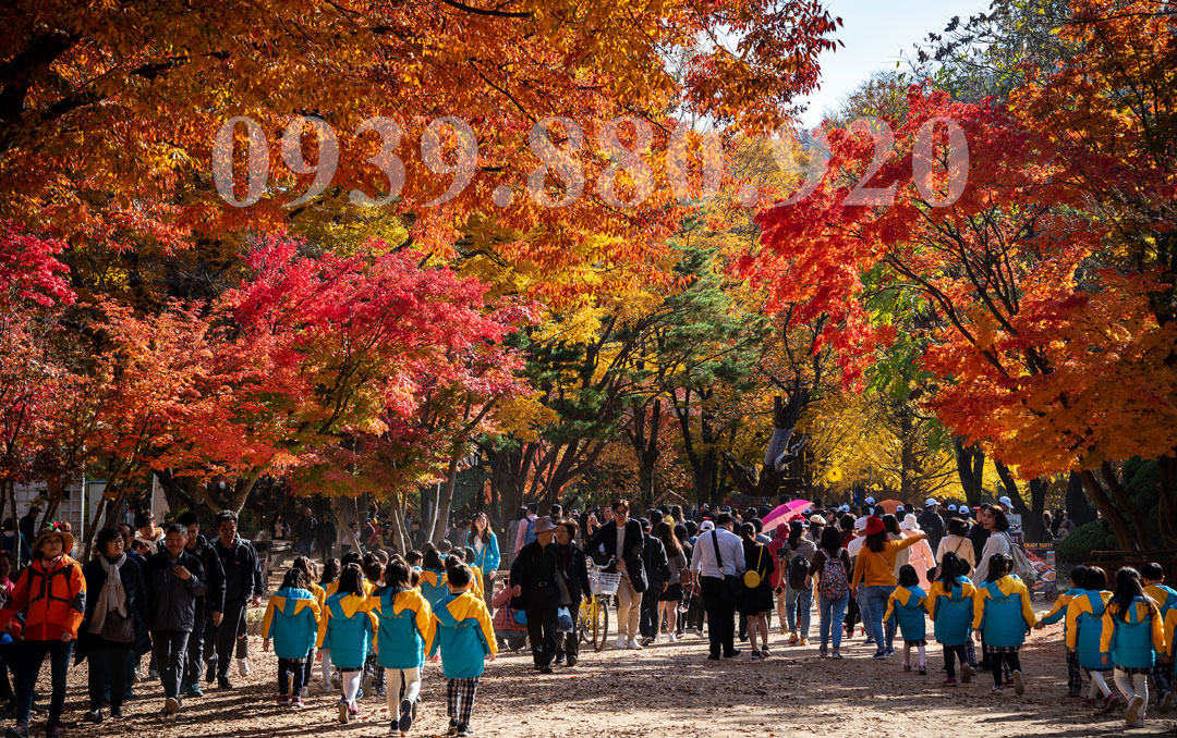 Tour Hàn Quốc 5 Ngày 4 Đêm: Busan Daegu Seoul Cung Điện Hoàng Gia - Hình 1