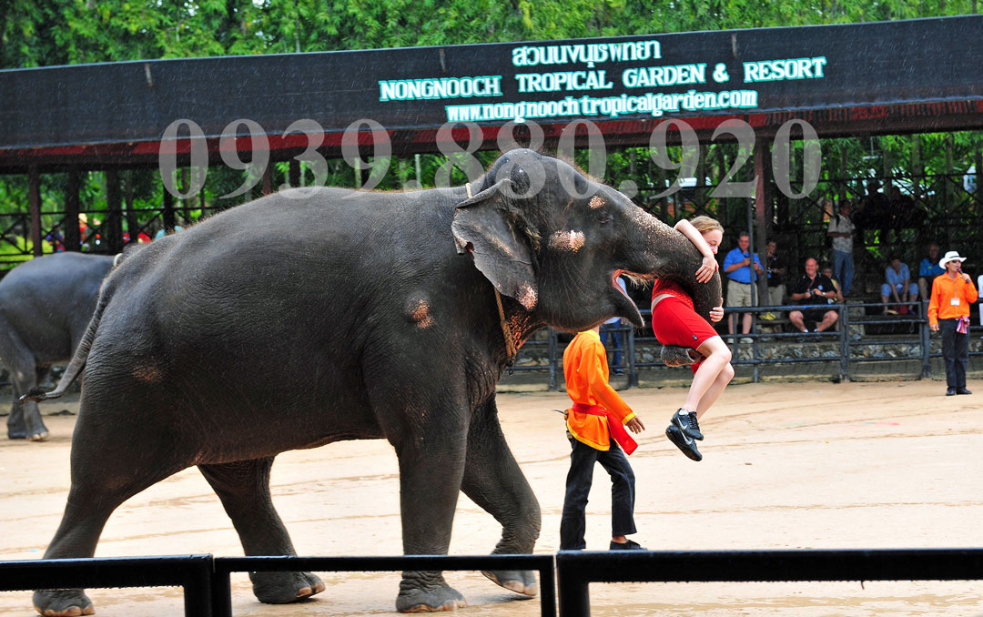 Tour Thái Lan 5 Ngày 4 Đêm: Tham Quan Bangkok Pattaya Vườn Nhiệt Đới Nong Nooch - Hình 3