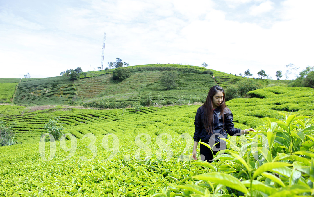 Khám Phá Đồi Chè Cầu Đất Farm Đà Lạt - hình 2