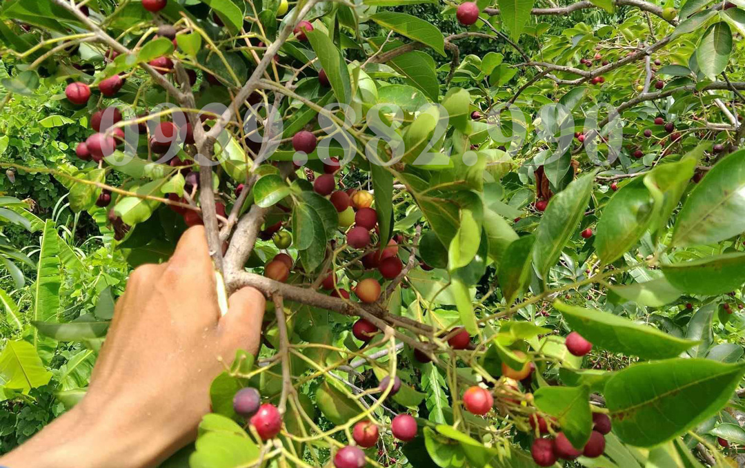 Trái Da Đá Ninh Thuận - hình 1