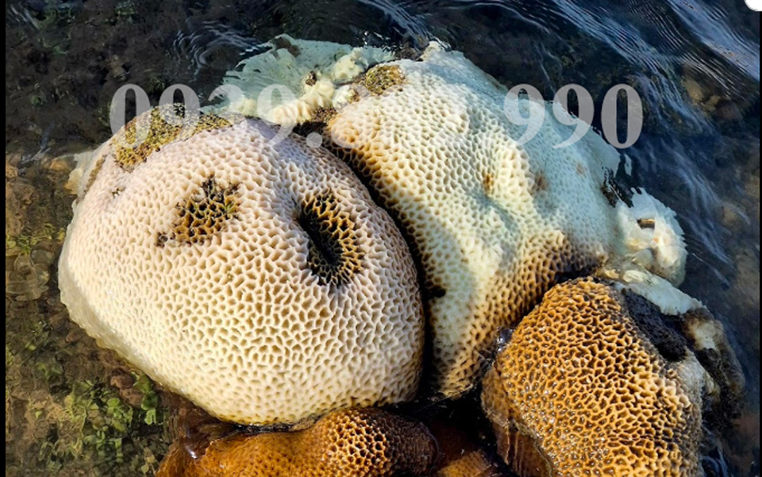 Khám phá Bãi San Hô làng Hải Chữ ở Ninh Chữ - hình 2