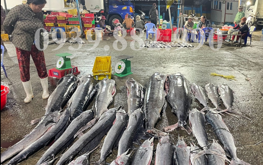 Khám phá Chợ Cảng Cá Đông Hải ở Ninh Chữ - hình 2
