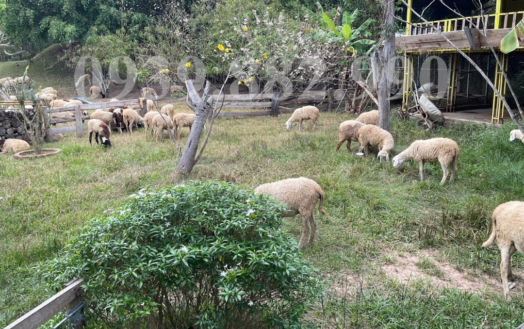 Khám Phá Đồi Cừu Sinh Thái Bưng Riềng - hình 3