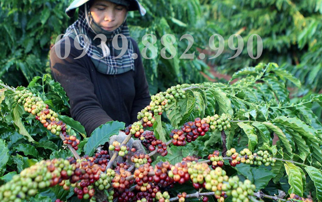 Nông Trại Cà Phê Ở Đà Lạt-Hình 1