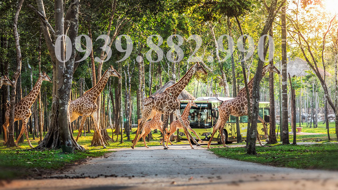 Khám Phá Vinpearl Safari Phú Quốc - Hình 2